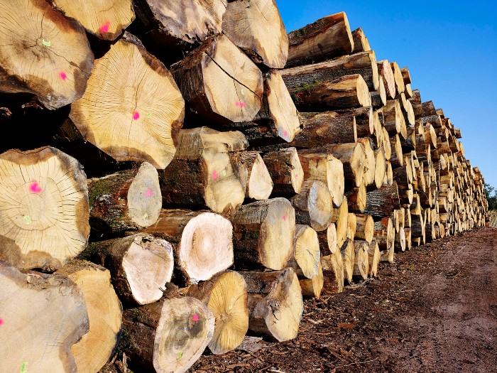 Ducerf engagiert sich für mehr Laubholz im Holzbau