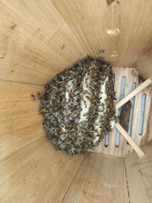 Bienenwohnungen LUNAIRES kastanie